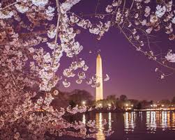 Image result for "cherry blossom" washington