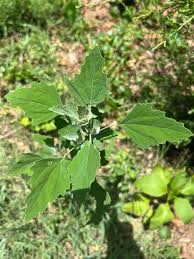 Attēlu rezultāti vaicājumam “Chenopodium album leaf”