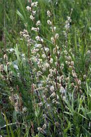 Attēlu rezultāti vaicājumam “Salix repens subsp. rosmarinifolia”