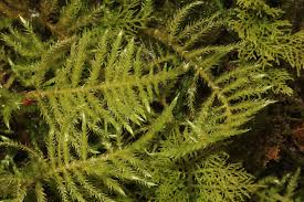 Attēlu rezultāti vaicājumam “Cirriphyllum piliferum”