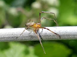 Attēlu rezultāti vaicājumam “Diaea dorsata”