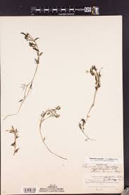 Attēlu rezultāti vaicājumam “Batrachium circinatum flower”