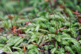 Attēlu rezultāti vaicājumam “Ceratodon purpureus”