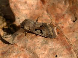 Attēlu rezultāti vaicājumam “Orthosia gothica”