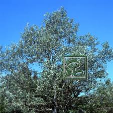 Attēlu rezultāti vaicājumam “Populus alba Nivea”