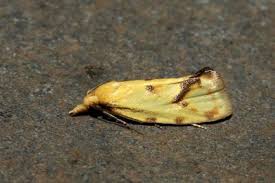 Attēlu rezultāti vaicājumam “Agapeta hamana”