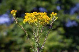 Attēlu rezultāti vaicājumam “Jacobaea vulgaris flower”