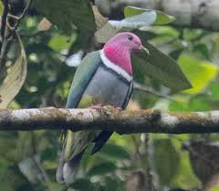 Attēlu rezultāti vaicājumam “Columbiformes”