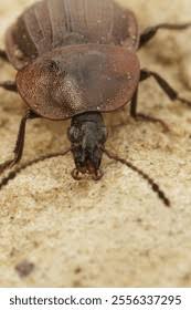 Attēlu rezultāti vaicājumam “Silpha sp.”