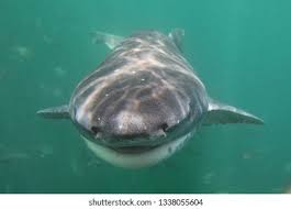 Image result for Notorynchus cepedianus