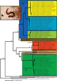 Attēlu rezultāti vaicājumam “Ommatoiulus vilnensis”