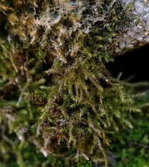 Attēlu rezultāti vaicājumam “Campylophyllum sommerfeltii”