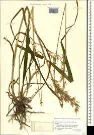 Attēlu rezultāti vaicājumam “Bromopsis benekenii”