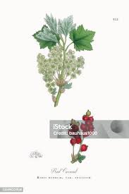 Attēlu rezultāti vaicājumam “Ribes spicatum”