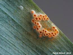 Attēlu rezultāti vaicājumam “Puccinia sessilis”