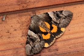 Attēlu rezultāti vaicājumam “Catocala fulminea”