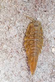 Attēlu rezultāti vaicājumam “Saduria entomon”