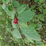 Attēlu rezultāti vaicājumam “Lonicera xylosteum fruit”