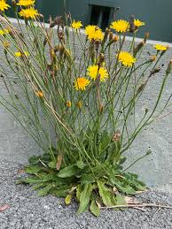 Attēlu rezultāti vaicājumam “Hypochaeris radicata fruit”