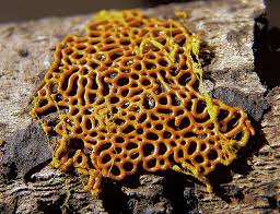 Attēlu rezultāti vaicājumam “Hemitrichia serpula spores”