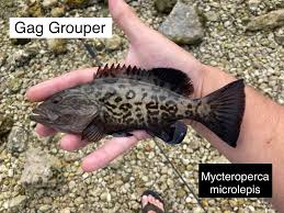 Image result for Mycteroperca microlepis