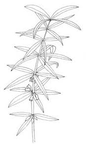 Attēlu rezultāti vaicājumam “Polygonatum verticillatum bud”