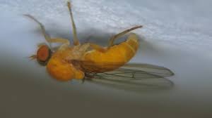 Attēlu rezultāti vaicājumam “Agathomyia wankowiczii”