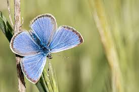 Attēlu rezultāti vaicājumam “Cupido minimus”