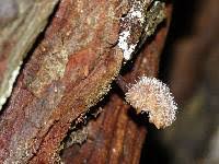 Attēlu rezultāti vaicājumam “Tilachlidium brachiatum”