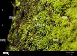 Attēlu rezultāti vaicājumam “Amblystegium serpens macro”