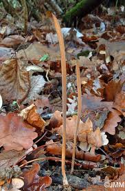 Attēlu rezultāti vaicājumam “Macrotyphula fistulosa”