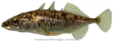 Attēlu rezultāti vaicājumam “Gasterosteus aculeatus”