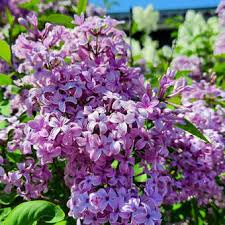 Image result for flieder