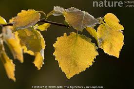 Attēlu rezultāti vaicājumam “Populus tremula leaf”