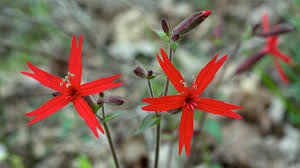 Attēlu rezultāti vaicājumam “Silene x arkwrightii Vesuvius flower”