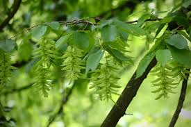Attēlu rezultāti vaicājumam “Carpinus betulus fruit”
