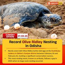 Image result for Lepidochelys olivacea