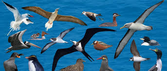 Image result for Bird