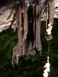 Attēlu rezultāti vaicājumam “Stemonaria irregularis”