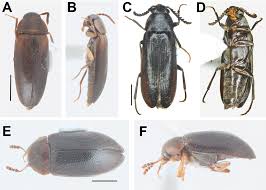 Attēlu rezultāti vaicājumam “Xylita laevigata”