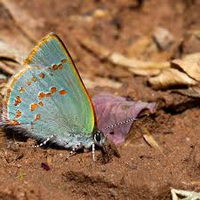 Attēlu rezultāti vaicājumam “Trichia contorta young”