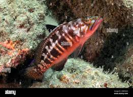 Image result for Serranus atricauda