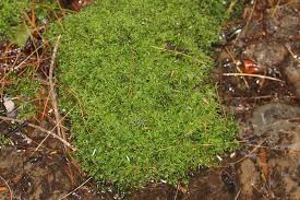 Attēlu rezultāti vaicājumam “Brachythecium rivulare”