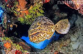 Image result for Epinephelus itajara