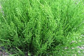 Attēlu rezultāti vaicājumam “Equisetum arvense”