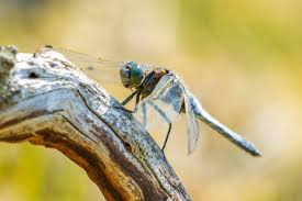 Attēlu rezultāti vaicājumam “Orthetrum cancellatum male”