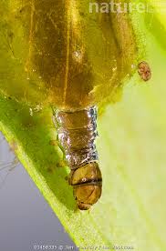 Attēlu rezultāti vaicājumam “Elophila nymphaeata”