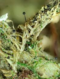 Attēlu rezultāti vaicājumam “Barbeyella minutissima”