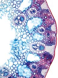 Attēlu rezultāti vaicājumam “Blysmus compressus leaf”