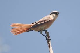 Image result for Lanius isabellinus